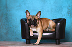lying French Bulldog