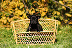 French Bulldog Puppy