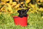 French Bulldog Puppy