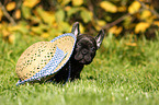 French Bulldog Puppy