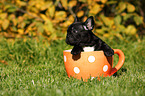 French Bulldog Puppy