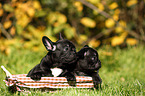2 French Bulldog Puppies