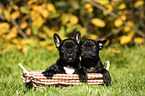 2 French Bulldog Puppies