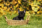 French Bulldog Puppy