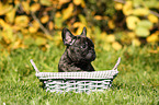 French Bulldog Puppy