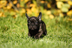 French Bulldog Puppy