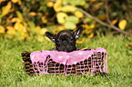 French Bulldog Puppy