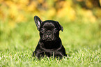 French Bulldog Puppy