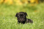 French Bulldog Puppy