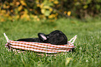 French Bulldog Puppy
