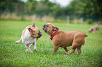 2 French Bulldogs