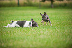 2 French Bulldogs