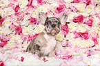 French Bulldog puppy