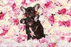 two French Bulldog Puppys