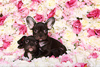 two French Bulldog Puppys