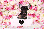 French Bulldog puppy