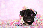 French Bulldog puppy