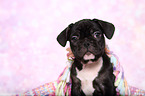 French Bulldog puppy