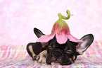 French Bulldog puppy