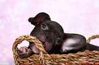 French Bulldog puppy