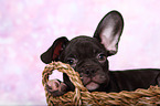 French Bulldog puppy
