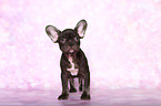 French Bulldog puppy