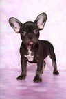 French Bulldog puppy