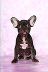 French Bulldog puppy