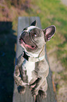 begging French Bulldog