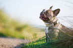 French Bulldog Portrait