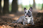 lying French Bulldog
