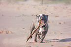 playing French Bulldog