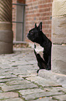 sitting French Bulldog