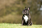 sitting French Bulldog