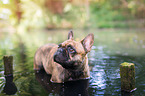 bathing French Bulldog