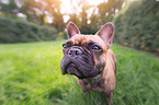 French Bulldog