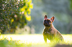 sitting French Bulldog