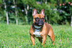 French Bulldog
