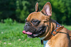 French Bulldog Portrait