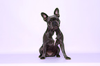 sitting French Bulldog