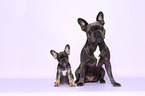 two French Bulldogs