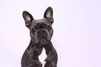 lying French Bulldog