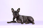 lying French Bulldog