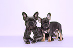 two French Bulldogs