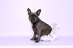 sitting French Bulldog