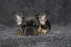 sleeping French Bulldog