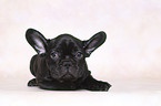 lying French Bulldog Puppy