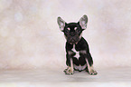 sitting French Bulldog Puppy