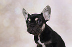 French Bulldog Puppy Portrait