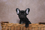French Bulldog Puppy in basket
